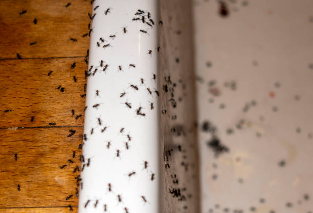 Best Spider Control Near Me  in Gainesville, VA